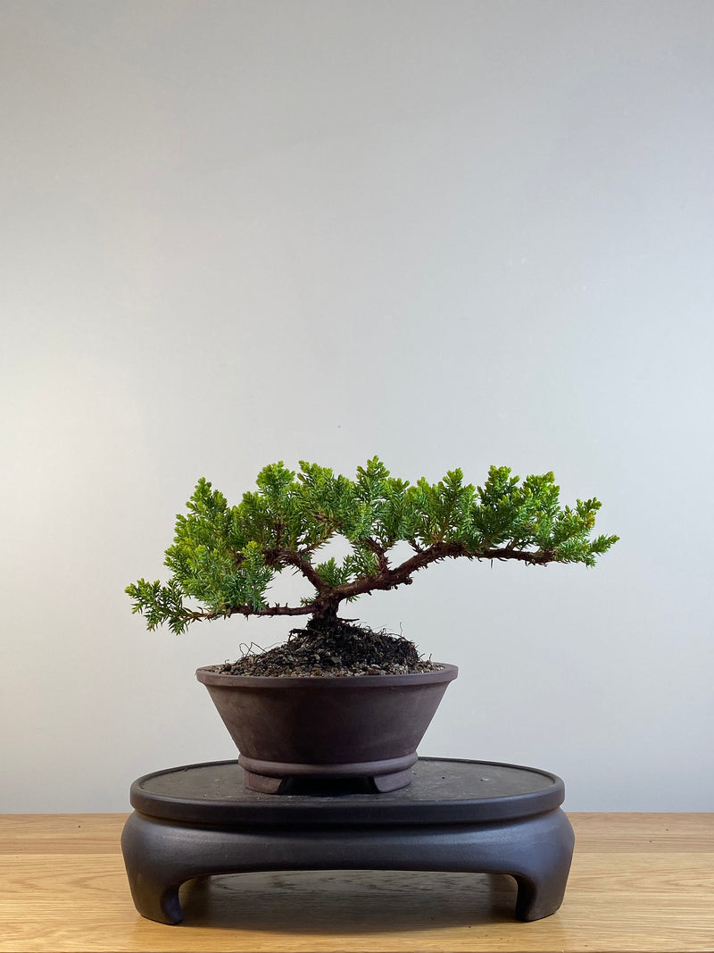 JAPANESE JUNIPER (JP201214)