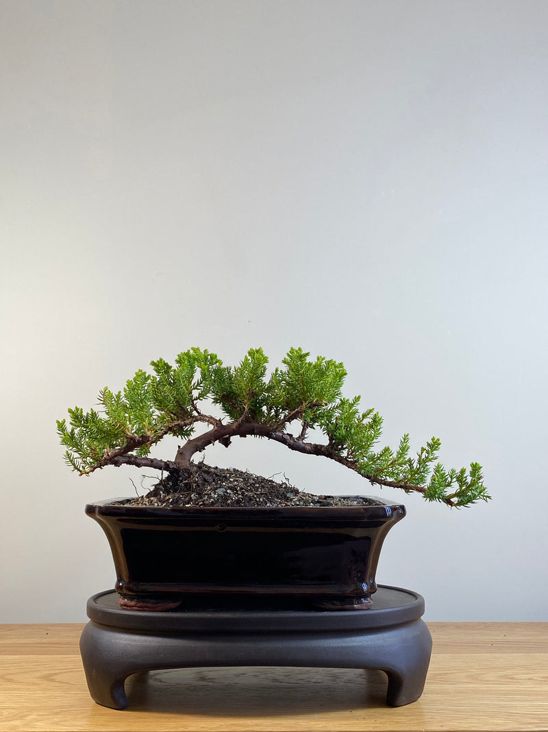 JAPANESE JUNIPER (JP201215)