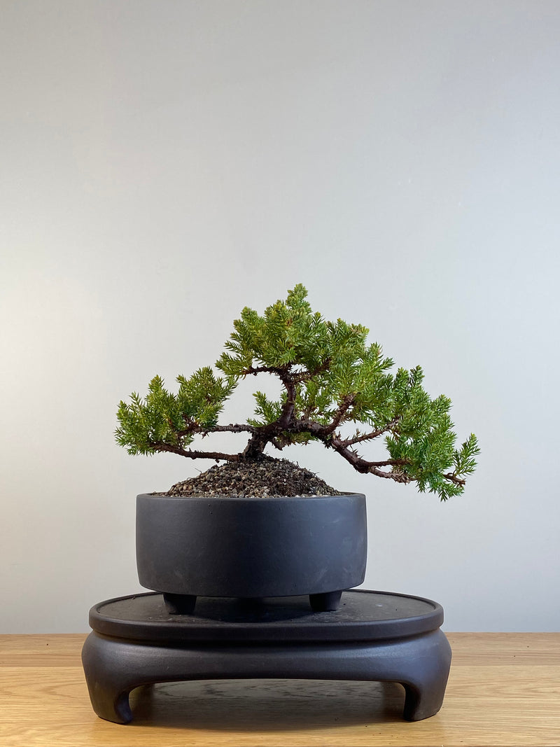 JAPANESE JUNIPER (JP201216)