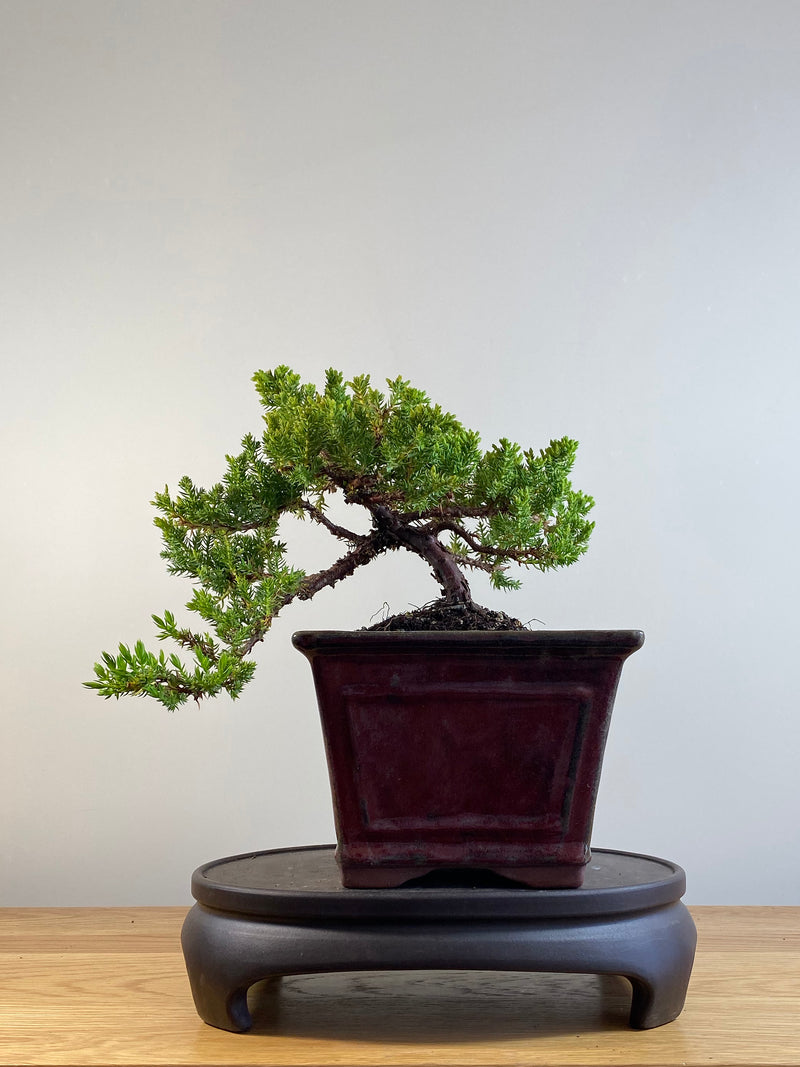 JAPANESE JUNIPER (JP201217)
