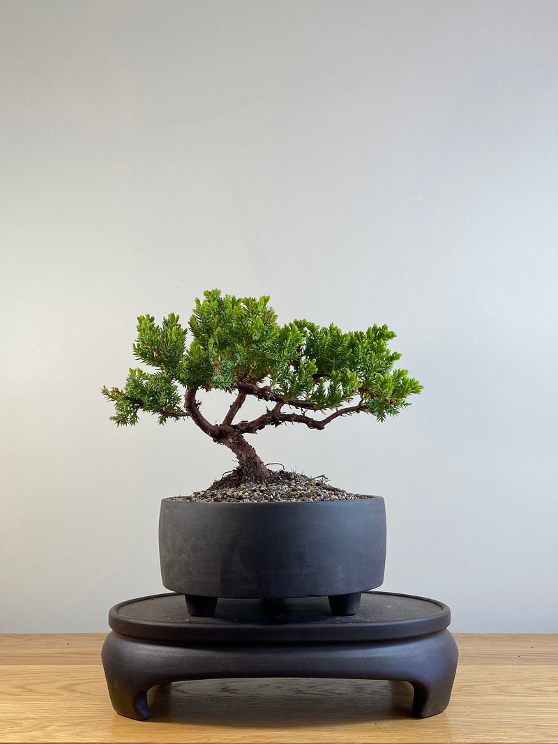 JAPANESE JUNIPER (JP201219)