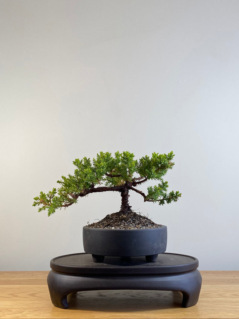 JAPANESE JUNIPER (JP201220)