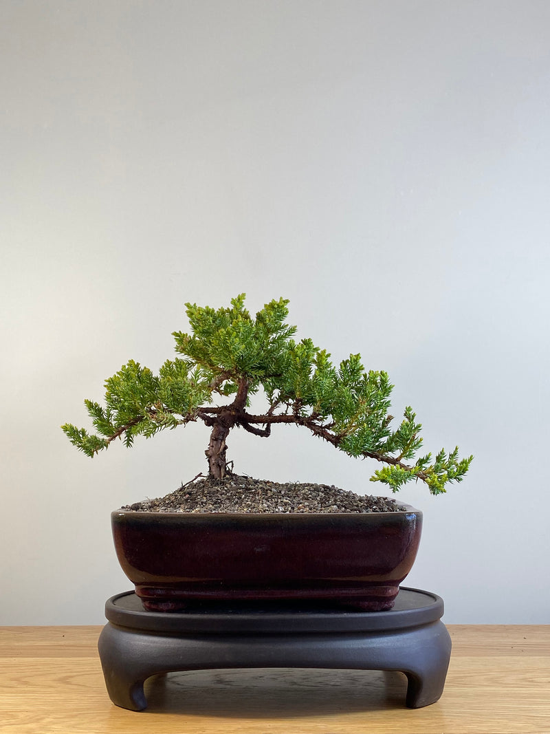 JAPANESE JUNIPER (JP201222)