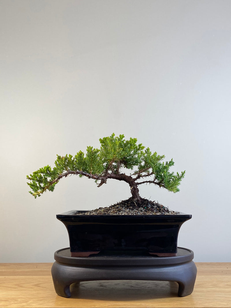 JAPANESE JUNIPER (JP20123)
