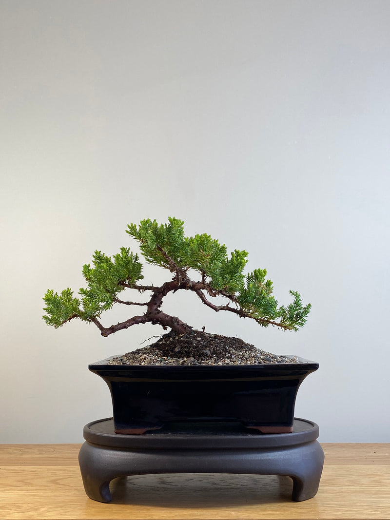 JAPANESE JUNIPER (JP20124)