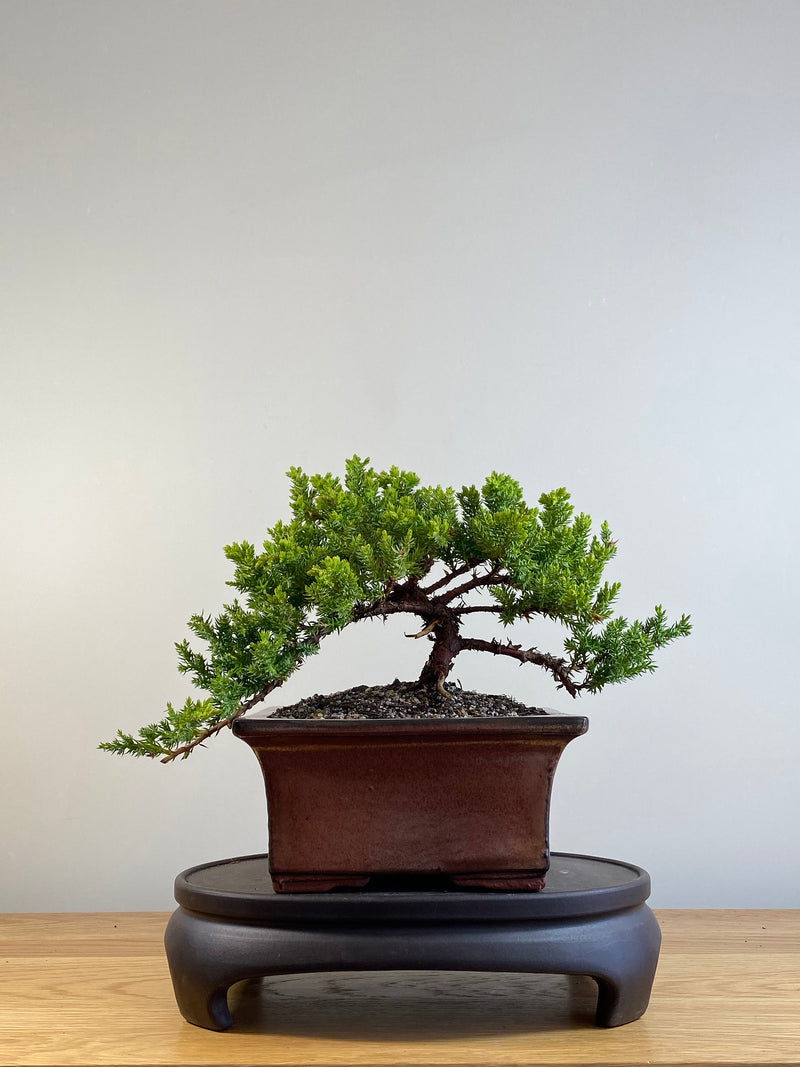 JAPANESE JUNIPER (JP20125)