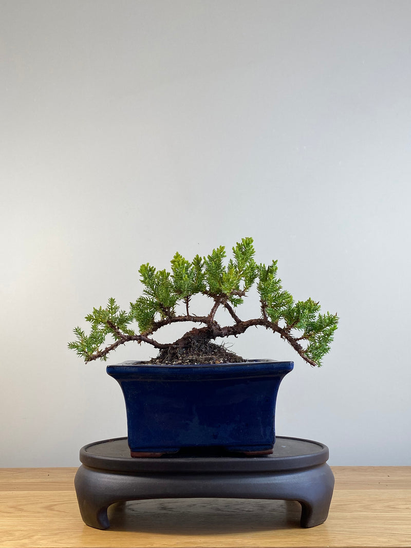 JAPANESE JUNIPER (JP20126)