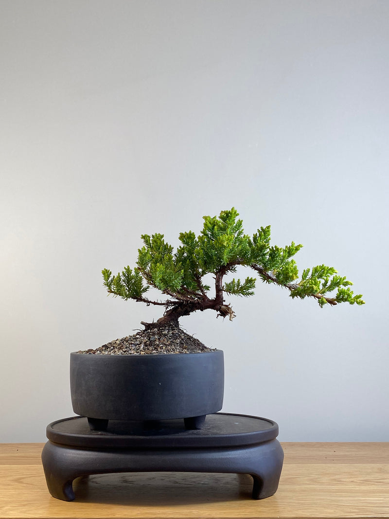 JAPANESE JUNIPER (JP20127)