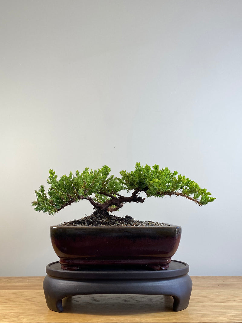 JAPANESE JUNIPER (JP20129)