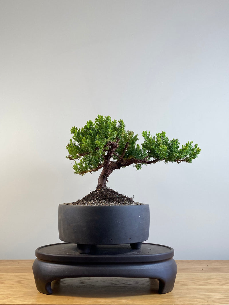 JAPANESE JUNIPER (JP20130)