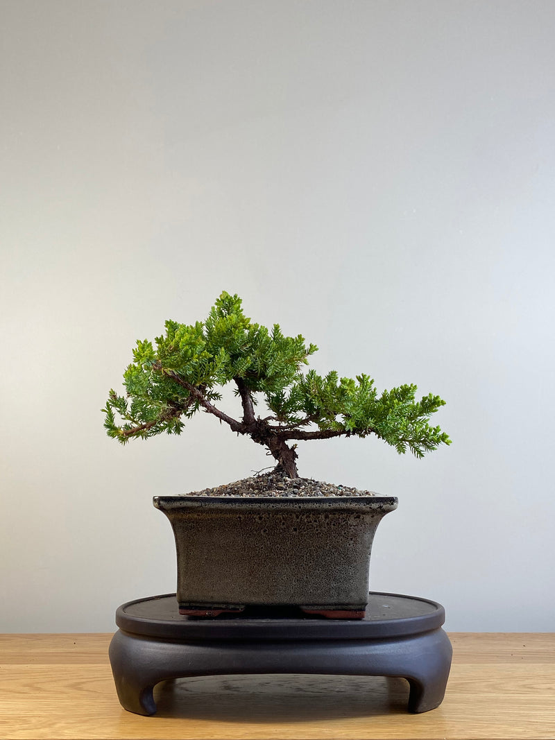 JAPANESE JUNIPER (JP20131)