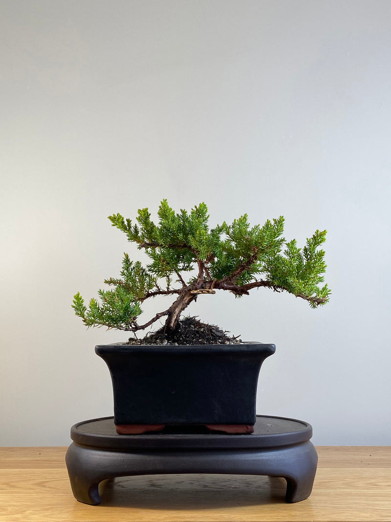 JAPANESE JUNIPER (JP20132)