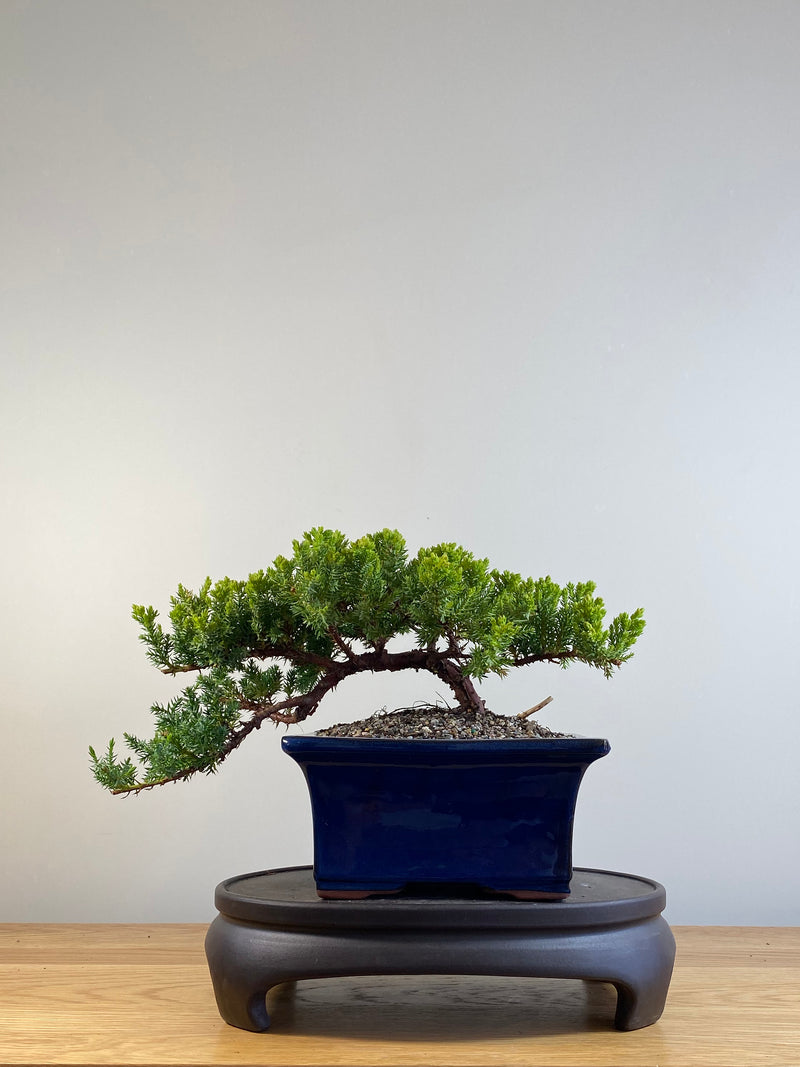 JAPANESE JUNIPER (JP201233)