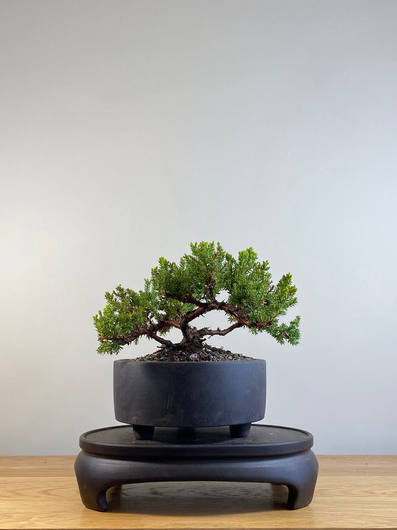 JAPANESE JUNIPER (JP201234)