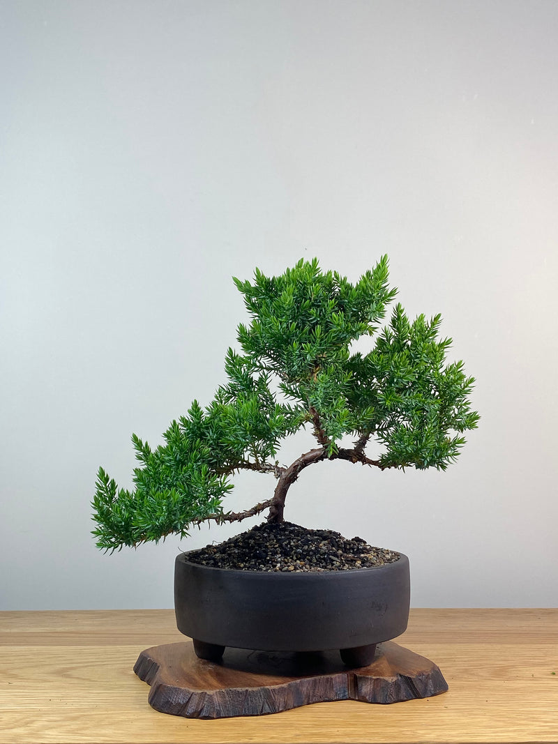 JAPANESE JUNIPER (JP201250)