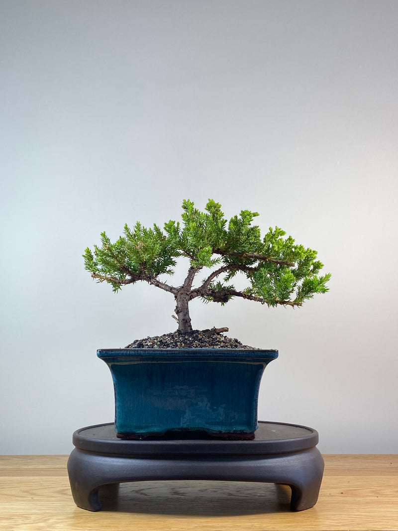 JAPANESE JUNIPER (JP201252)