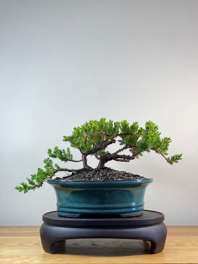 JAPANESE JUNIPER (JP201253)