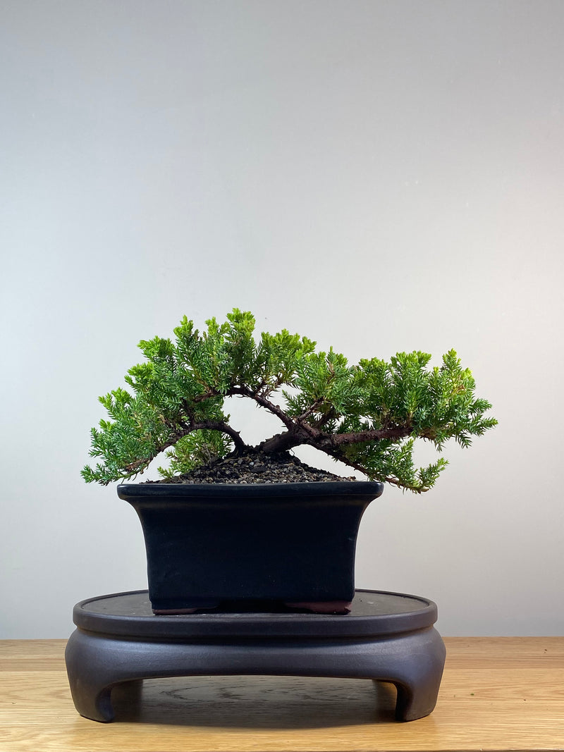 JAPANESE JUNIPER (JP201254)