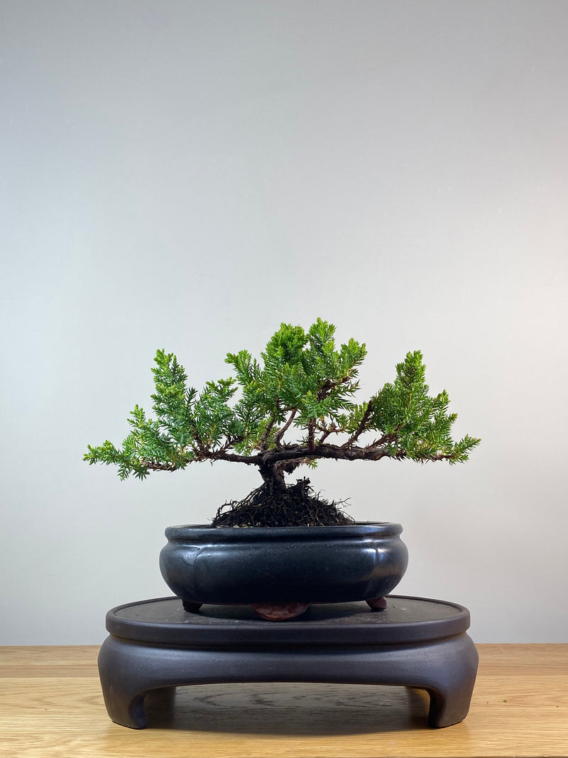 JAPANESE JUNIPER (JP201255)