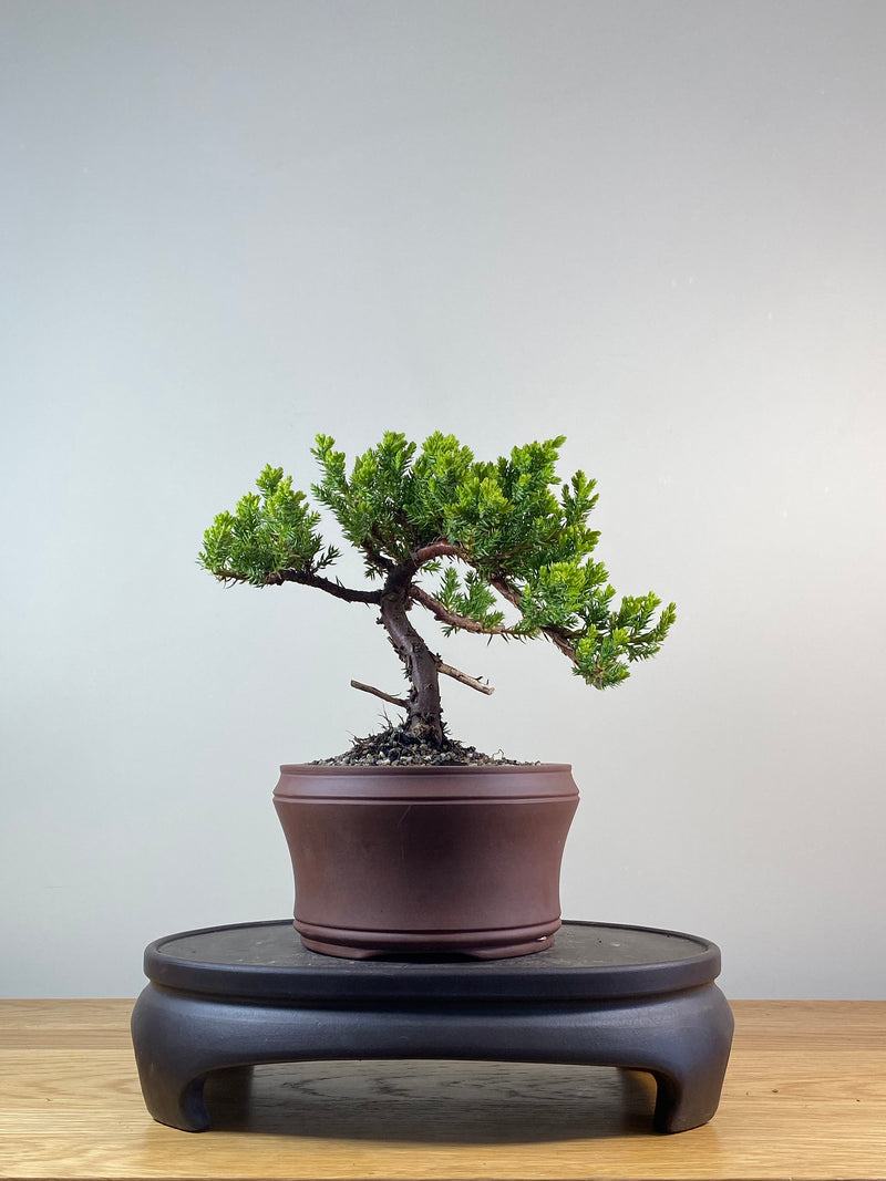 JAPANESE JUNIPER (JP201256)