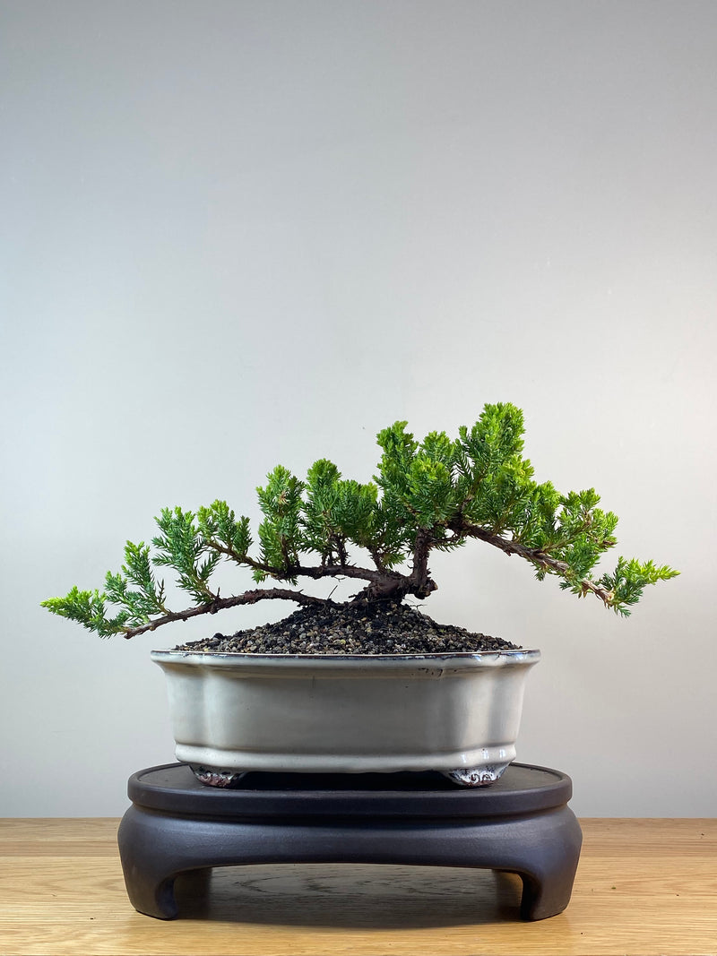 JAPANESE JUNIPER (JP201258)