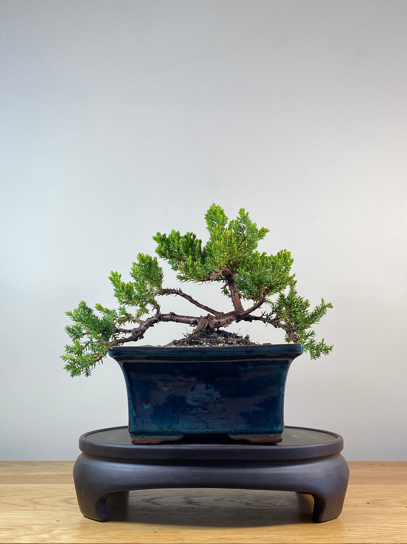 JAPANESE JUNIPER (JP201259)