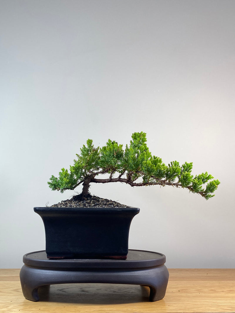 JAPANESE JUNIPER (JP201262)