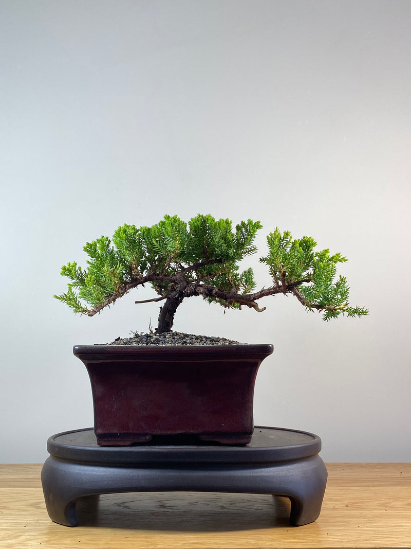 JAPANESE JUNIPER (JP201263)