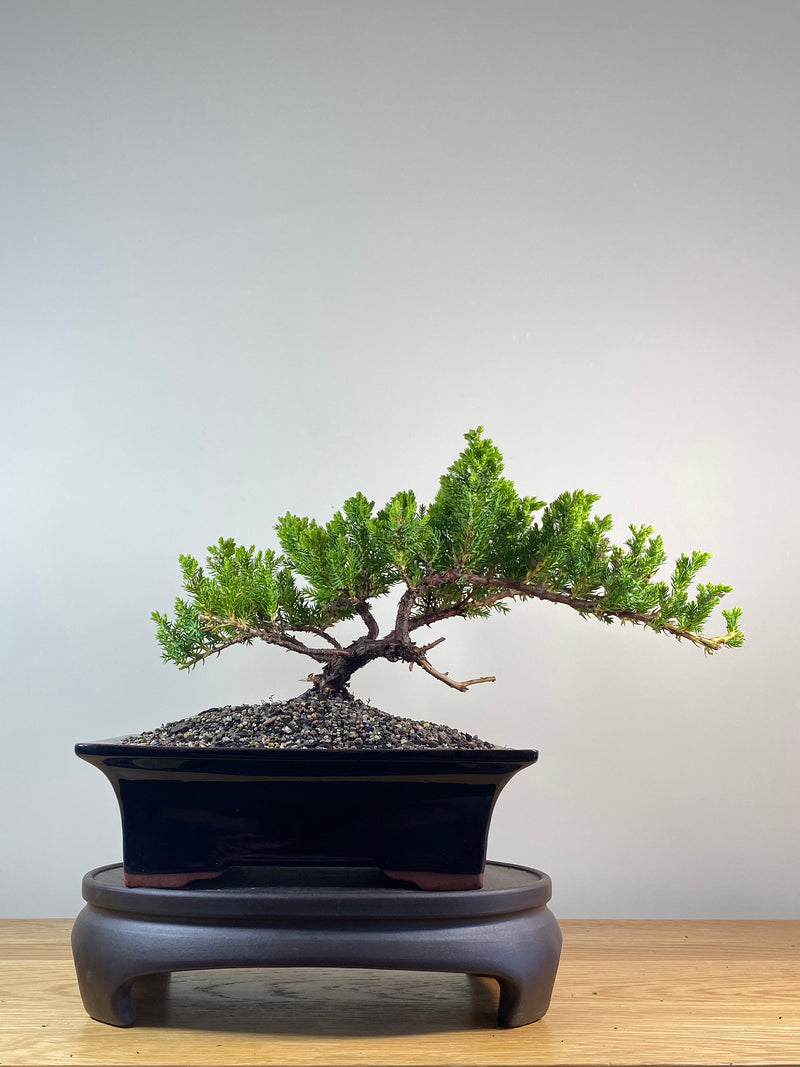 JAPANESE JUNIPER (JP201264)