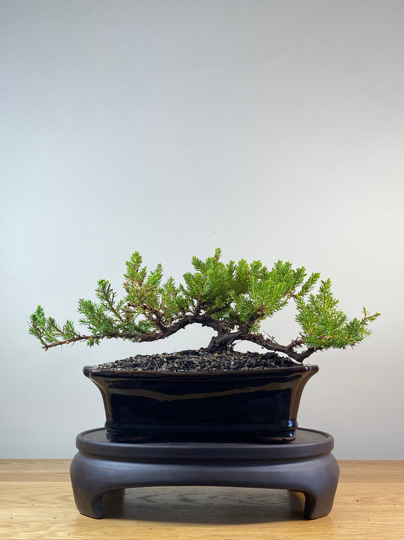 JAPANESE JUNIPER (JP201265)