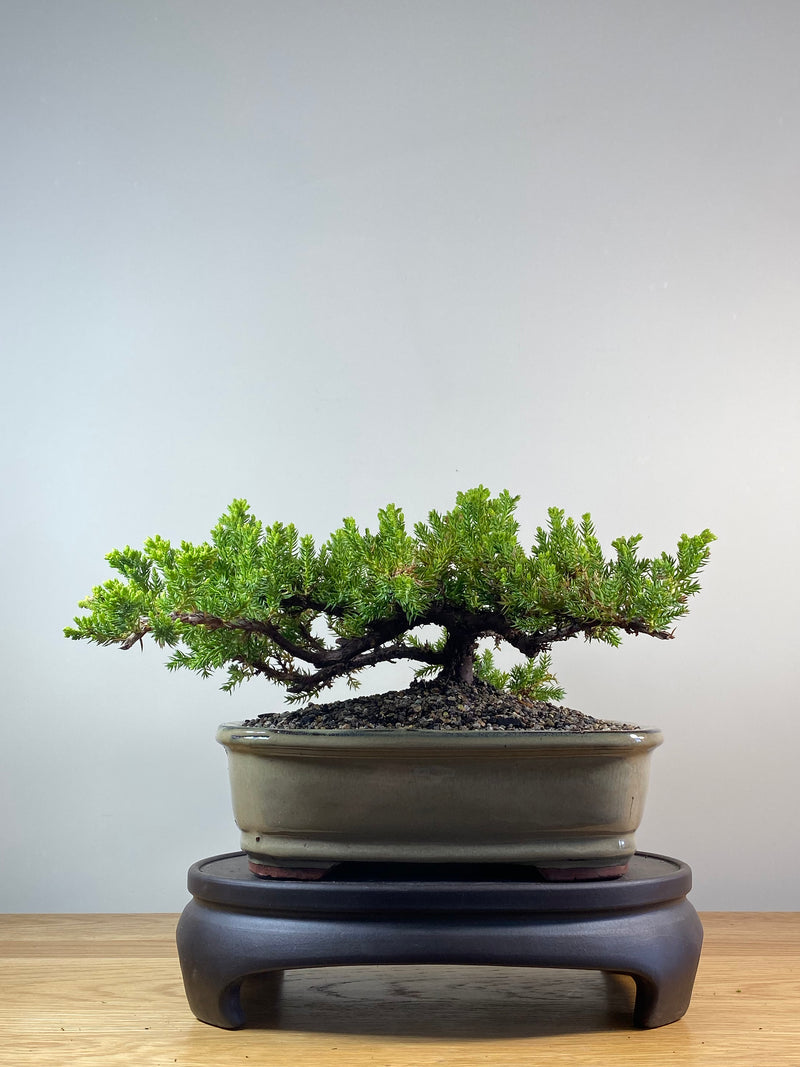 JAPANESE JUNIPER (JP201266)