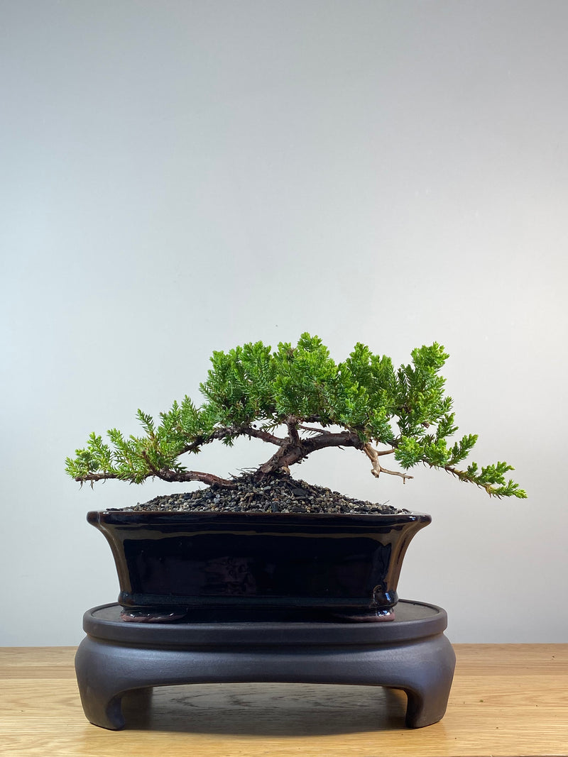 JAPANESE JUNIPER (JP201267)