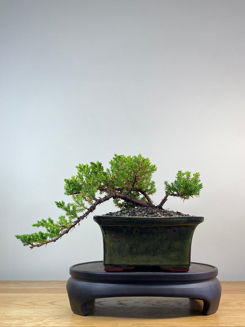 JAPANESE JUNIPER (JP201269)