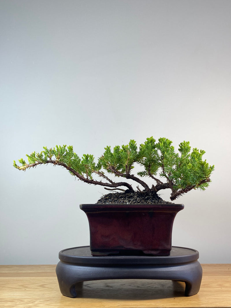 JAPANESE JUNIPER (JP201271)