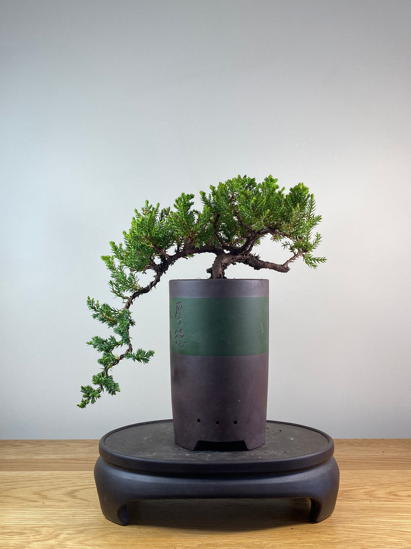 JAPANESE JUNIPER (JP201272)