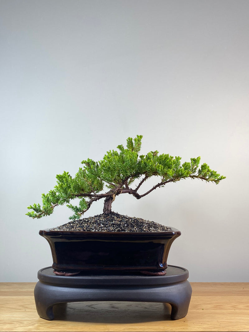 JAPANESE JUNIPER (JP201275)