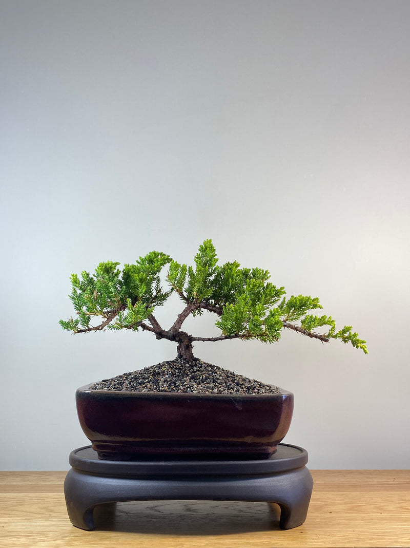 JAPANESE JUNIPER (JP201276)