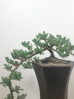 JAPANESE JUNIPER (CASCADE) - MiniGardens NZ