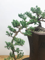 JAPANESE JUNIPER (CASCADE) - MiniGardens NZ