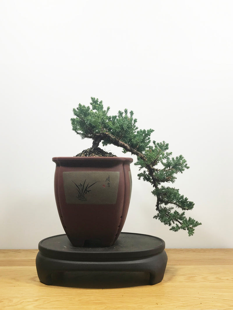 JAPANESE JUNIPER (CASCADE) - MiniGardens NZ