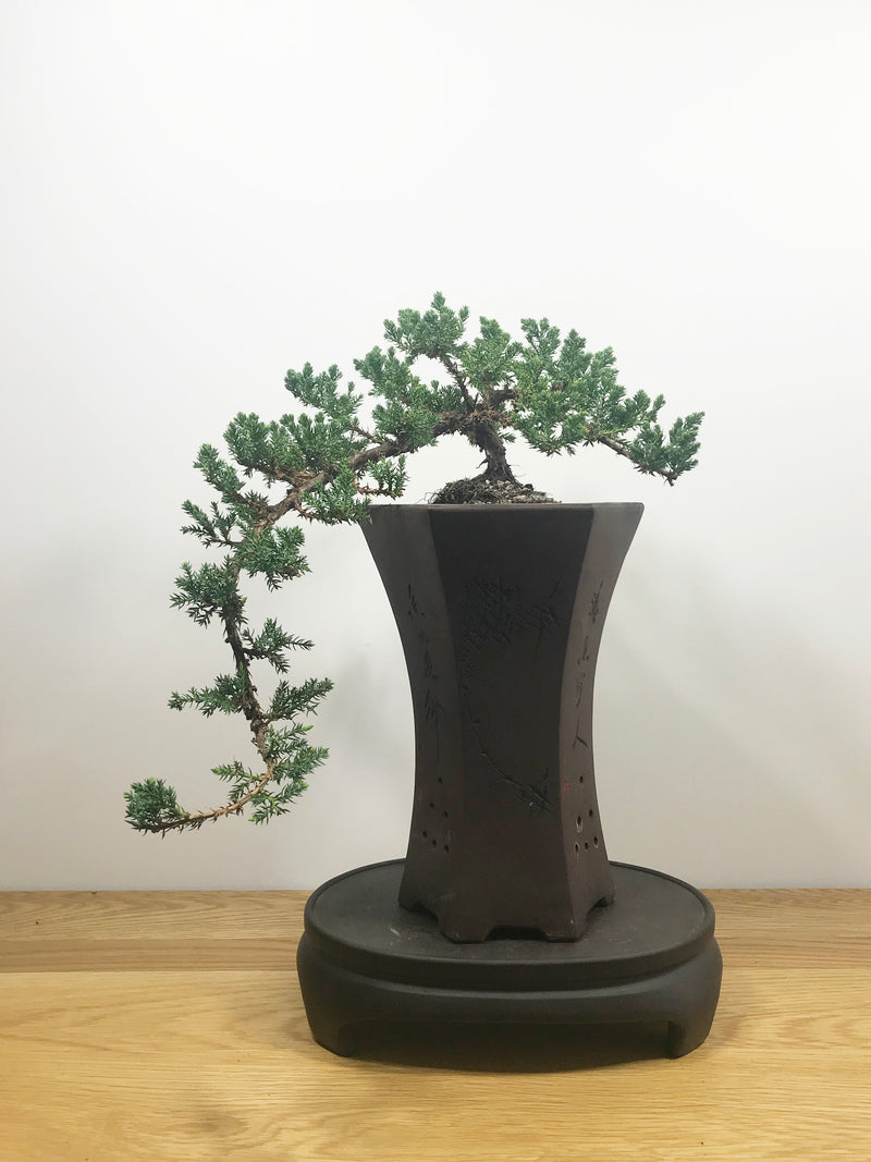 JAPANESE JUNIPER (CASCADE) - MiniGardens NZ