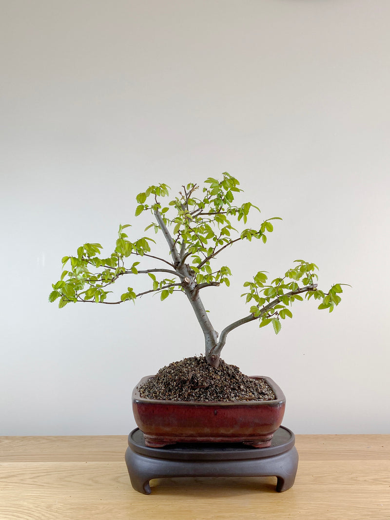 JAPANESE ZELKOVA (JZ10001)