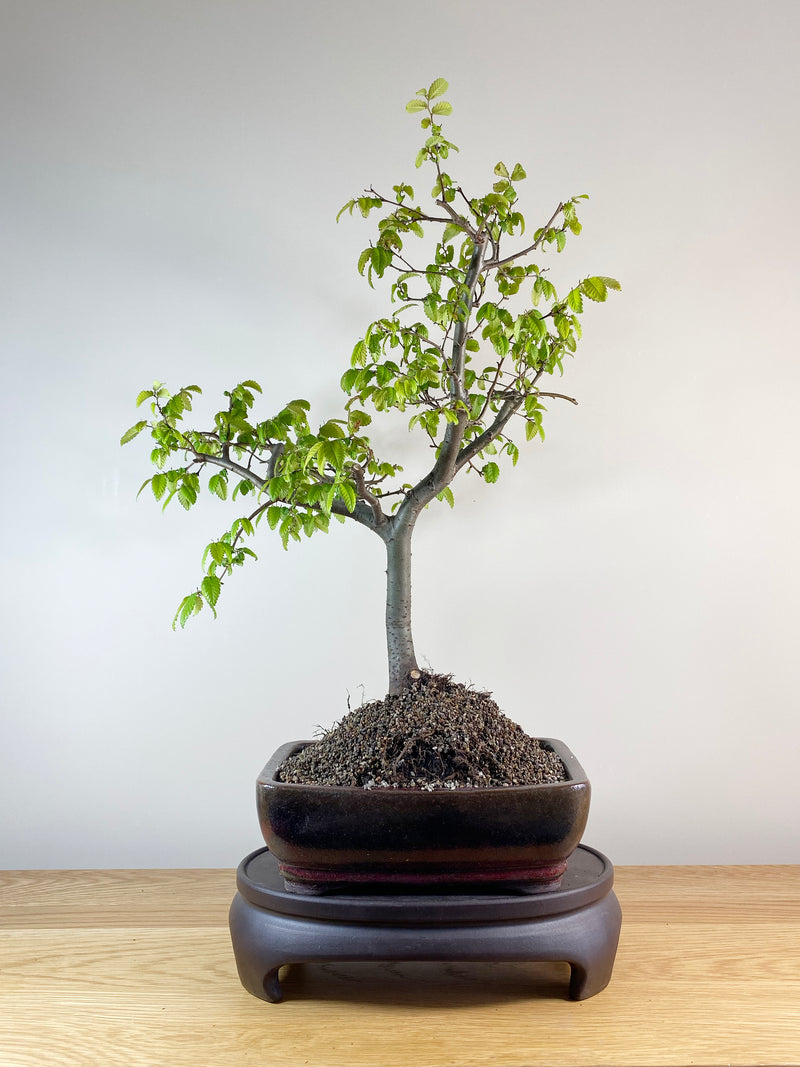 JAPANESE ZELKOVA (JZ10001)
