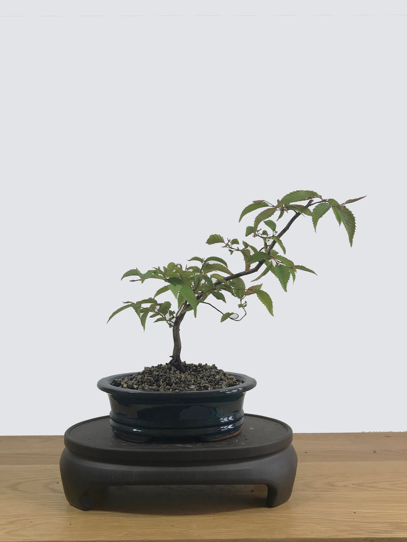 JAPANESE ELM (JE12002) - MiniGardens NZ