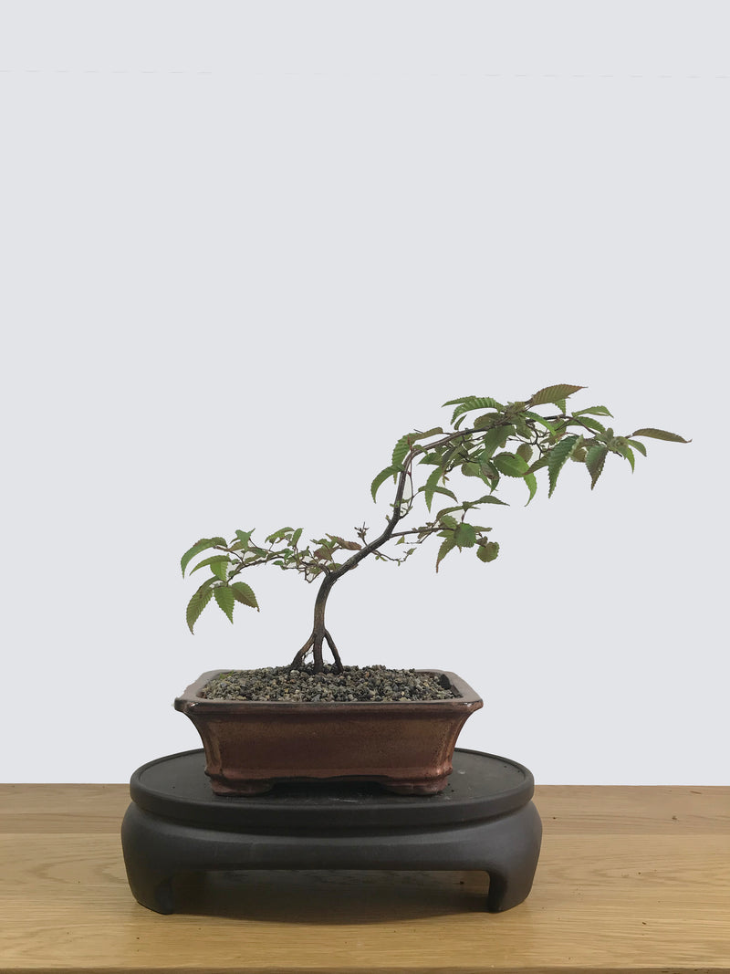 JAPANESE ELM (JE12003) - MiniGardens NZ
