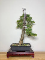 JAPANESE LARCH (SLANT) - MiniGardens NZ