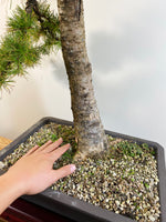 JAPANESE LARCH (SLANT) - MiniGardens NZ