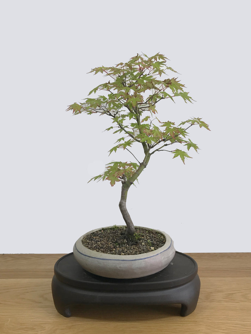 JAPANESE MAPLE (INFORMAL) - MiniGardens NZ