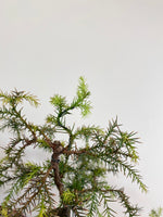 JAPANESE CEDAR (SEMI-CASCADE) - MiniGardens NZ