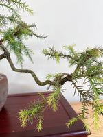 JAPANESE CEDAR (SEMI-CASCADE) - MiniGardens NZ